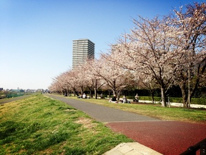 桜2.jpgのサムネール画像